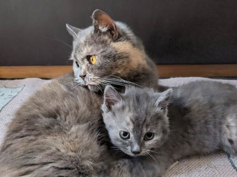 Stunning British Shorthair X Kittens for Sale - Image 4 of 4