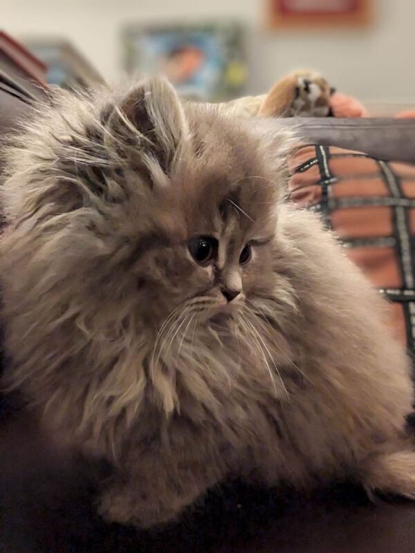 Stunning British Shorthair x Longhair Kittens for Sale - Image 2 of 5