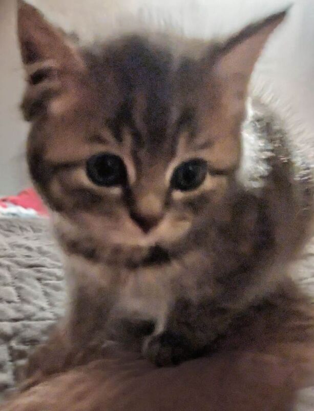 Stunning British Shorthair x Longhair Kittens for Sale - Image 3 of 5