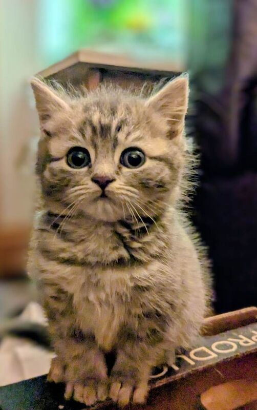 Stunning British Shorthair x Longhair Kittens for Sale - Image 4 of 5