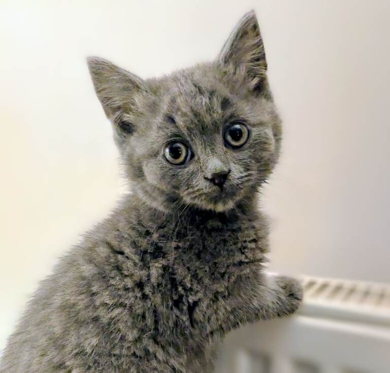 Stunning British Shorthair x Longhair Kittens for Sale - Image 5 of 5