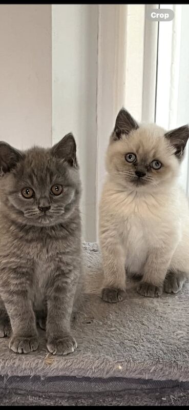 Stunning British Shorthaired Kittens for sale in Wisbech, Cambridgeshire
