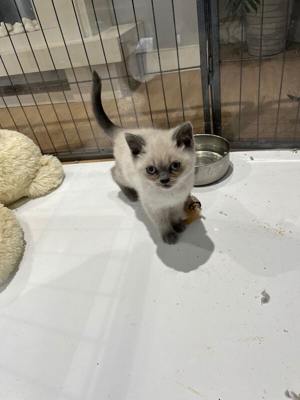 Stunning British Shorthaired Kittens for sale in Wisbech, Cambridgeshire - Image 2