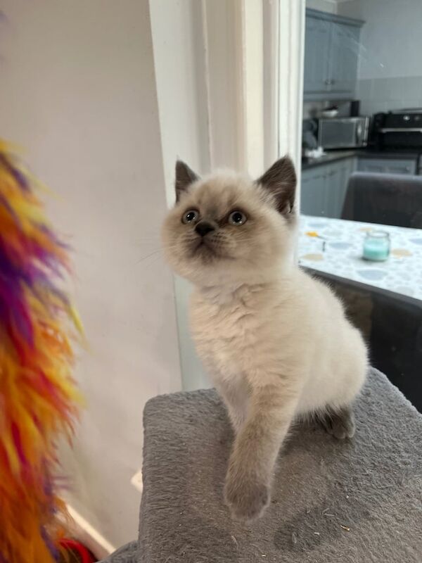 Stunning British Shorthaired Kittens for sale in Wisbech, Cambridgeshire - Image 3