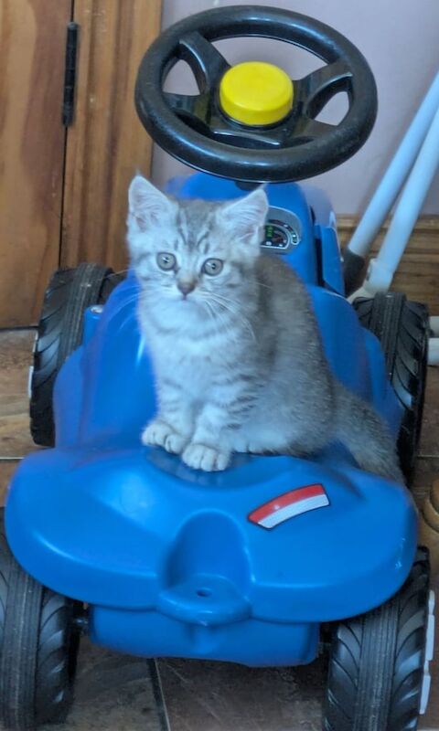 British Shorthair kittens for sale in Brookeborough, County Fermanagh – 3 months old