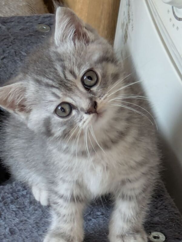 British Shorthair kittens for sale in Brookeborough, County Fermanagh – 3 months old - Image 3 of 3