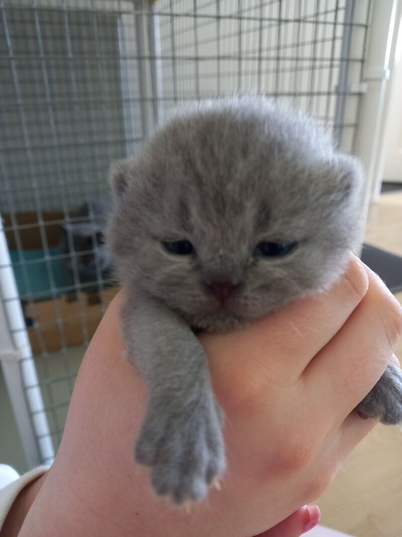 Stunning Female British shorthair Pedigree for sale in Tolleshunt Major, Essex | Image 2
