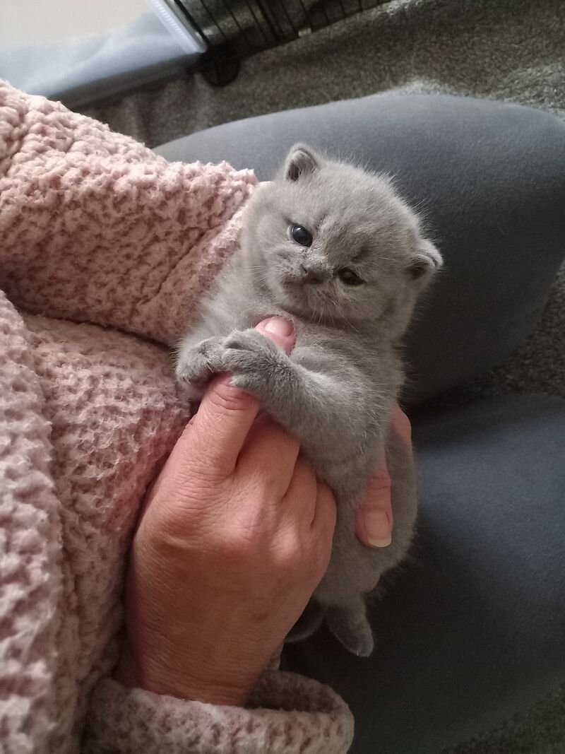 Stunning Female British shorthair Pedigree for sale in Tolleshunt Major, Essex | Image 3
