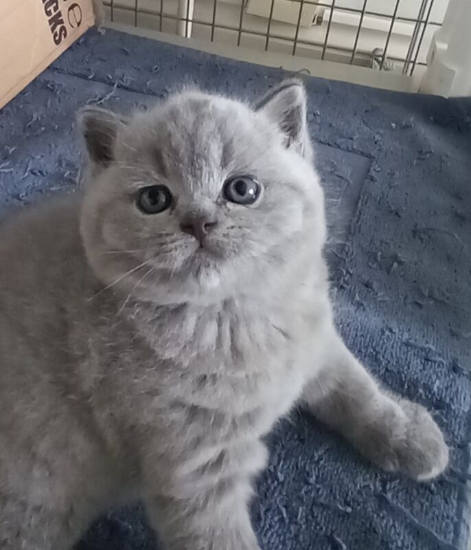 Stunning Female British shorthair Pedigree for sale in Tolleshunt Major, Essex | Image 4