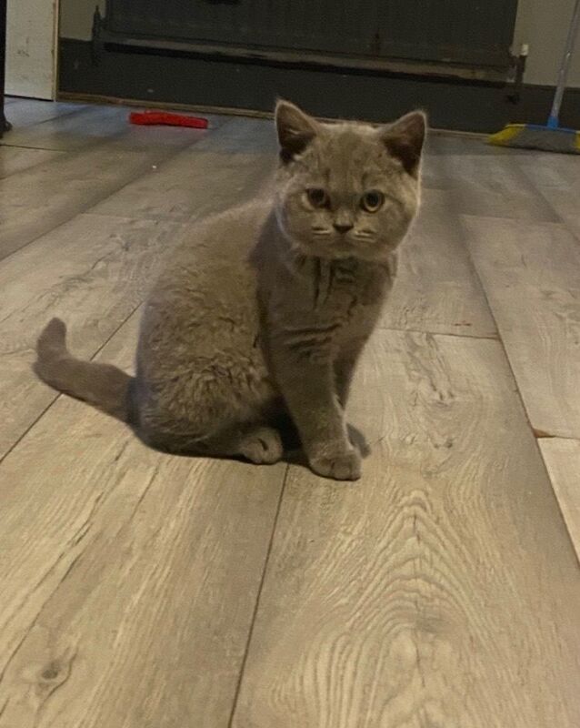 British Shorthair Kittens For Sale