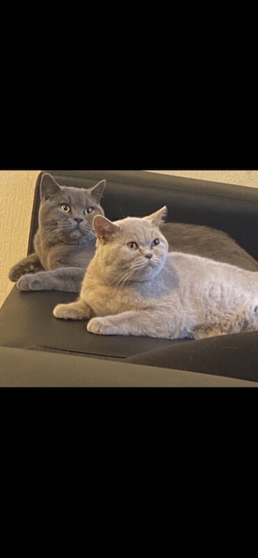 Stunning full British short hair blue kittens - Image 2 of 3