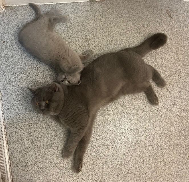 Stunning full British short hair blue kittens - Image 3 of 3