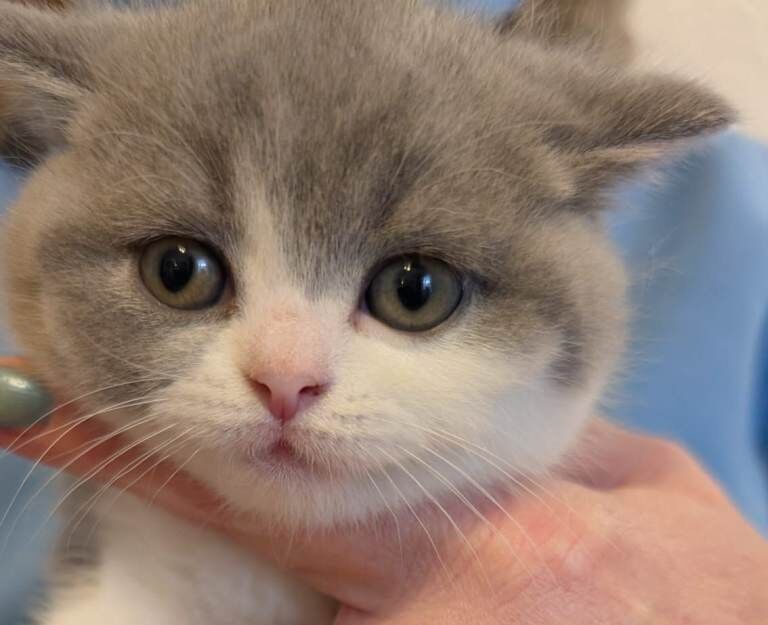 British Shorthair kittens for sale in Clacton-on-Sea, Essex – 9 weeks old