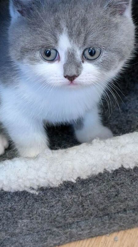 British Shorthair kittens for sale in Clacton-on-Sea, Essex – 7 weeks old - Image 2 of 5