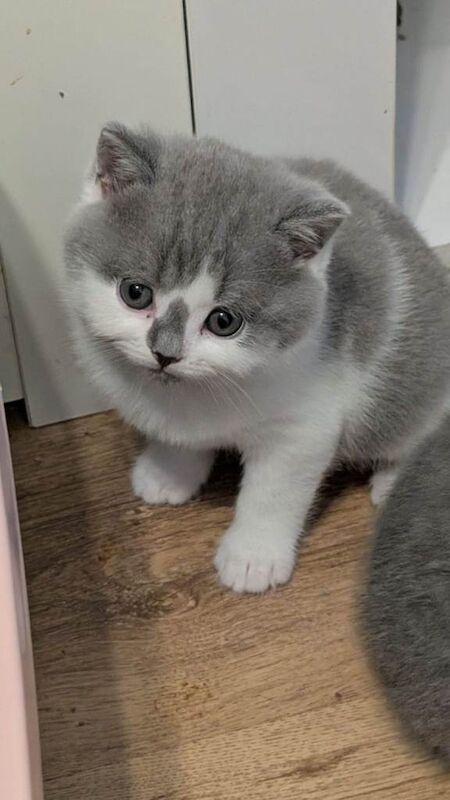 British Shorthair kittens for sale in Clacton-on-Sea, Essex – 7 weeks old - Image 3 of 5