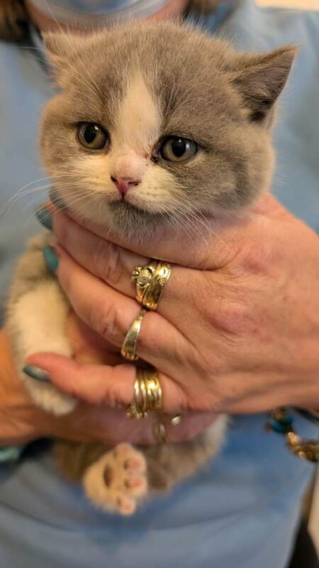 British Shorthair kittens for sale in Clacton-on-Sea, Essex – 7 weeks old - Image 4 of 5
