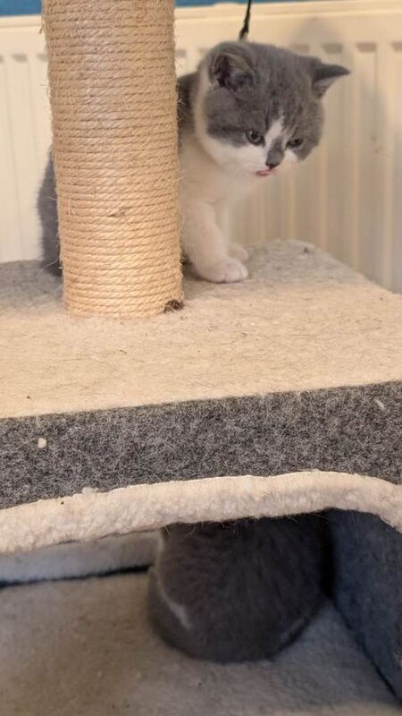 British Shorthair kittens for sale in Clacton-on-Sea, Essex – 7 weeks old - Image 5 of 5