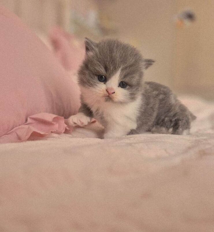 Stunning Pedigree British short/longhair kittens