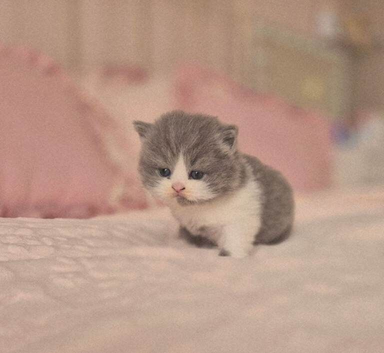 Stunning Pedigree British short/longhair kittens - Image 2 of 4