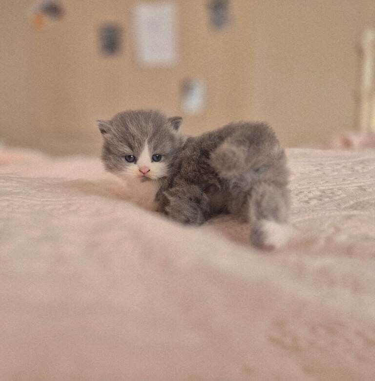 Stunning Pedigree British short/longhair kittens - Image 3 of 4