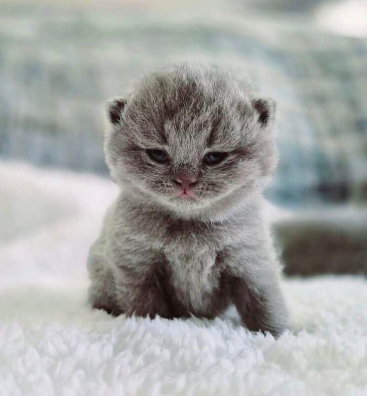 Stunning Pedigree British short/longhair kittens - Image 4 of 4