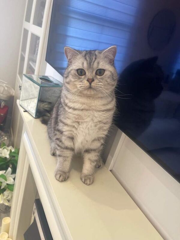 British Shorthair kittens for sale in Camden Hill, Kent – 8 months old