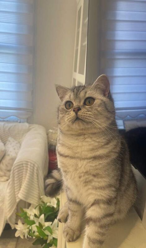 British Shorthair kittens for sale in Camden Hill, Kent – 8 months old - Image 2 of 4