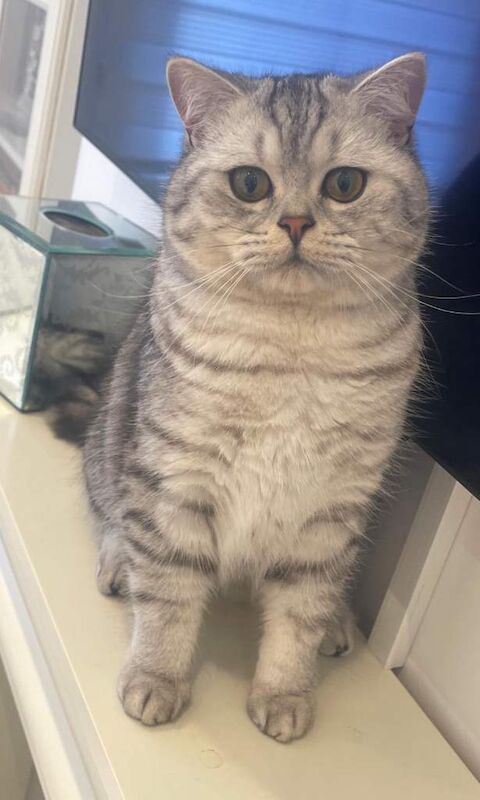 British Shorthair kittens for sale in Camden Hill, Kent – 8 months old - Image 3 of 4