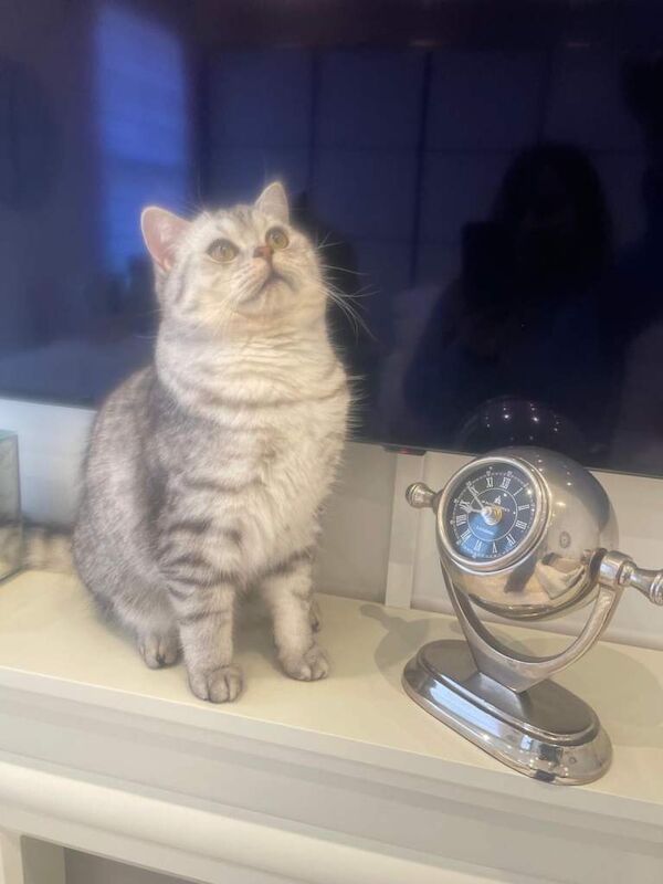 British Shorthair kittens for sale in Camden Hill, Kent – 8 months old - Image 4 of 4