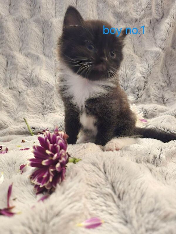 super cute kittens