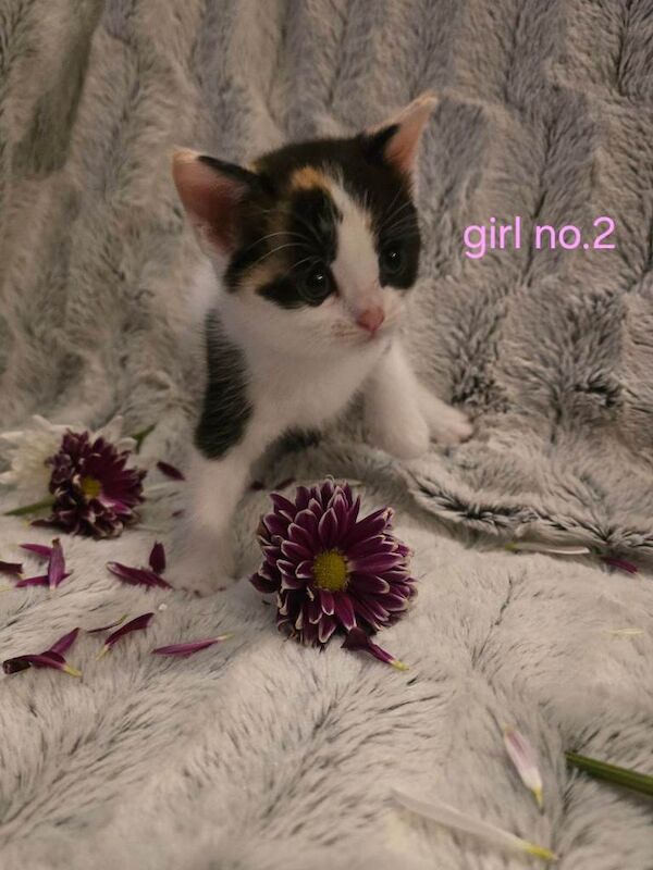super cute kittens - Image 2 of 4