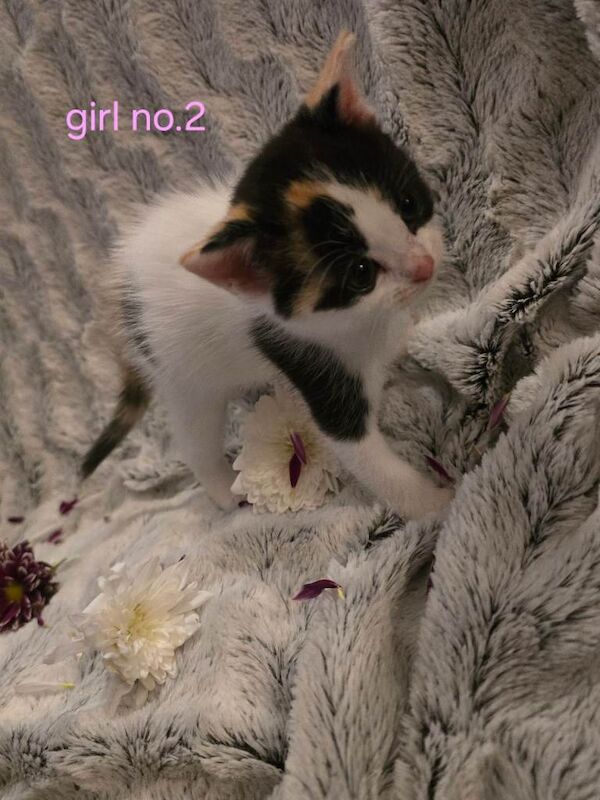 super cute kittens - Image 3 of 4