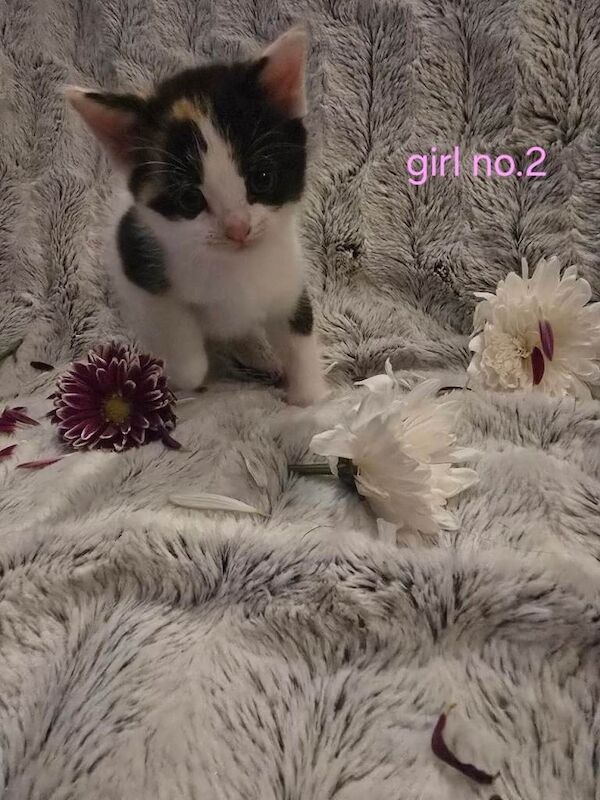 super cute kittens - Image 4 of 4