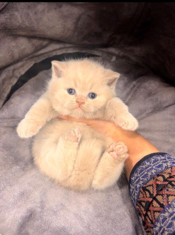 Beautiful British Shorthair Kittens – Blue Cream Tortie & Fawn Girls ️ - Image 2 of 4