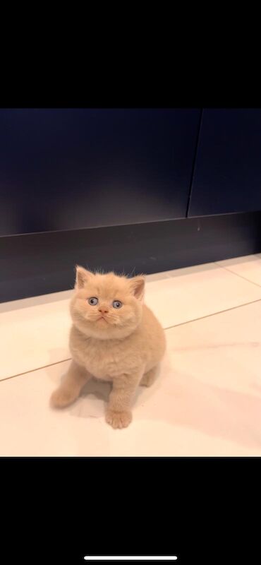 Beautiful British Shorthair Kittens – Blue Cream Tortie & Fawn Girls ️ - Image 3 of 4