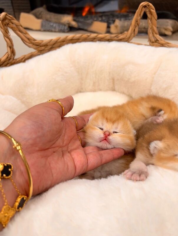 British Shorthair Kittens For Sale