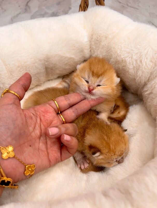 Supreme champion GCCF cinnamon golden - Image 2 of 8