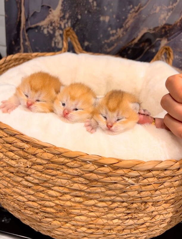 Supreme champion GCCF cinnamon golden - Image 3 of 8