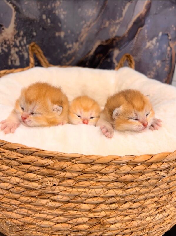 Supreme champion GCCF cinnamon golden - Image 4 of 8