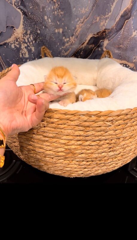 Supreme champion GCCF cinnamon golden - Image 6 of 8