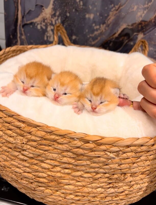 Supreme champion GCCF cinnamon golden - Image 7 of 8