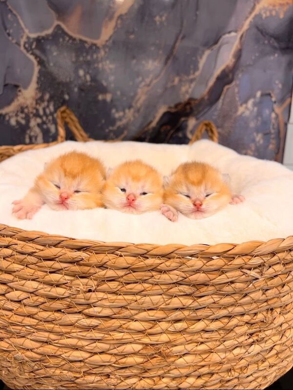 Supreme champion GCCF cinnamon golden - Image 8 of 8