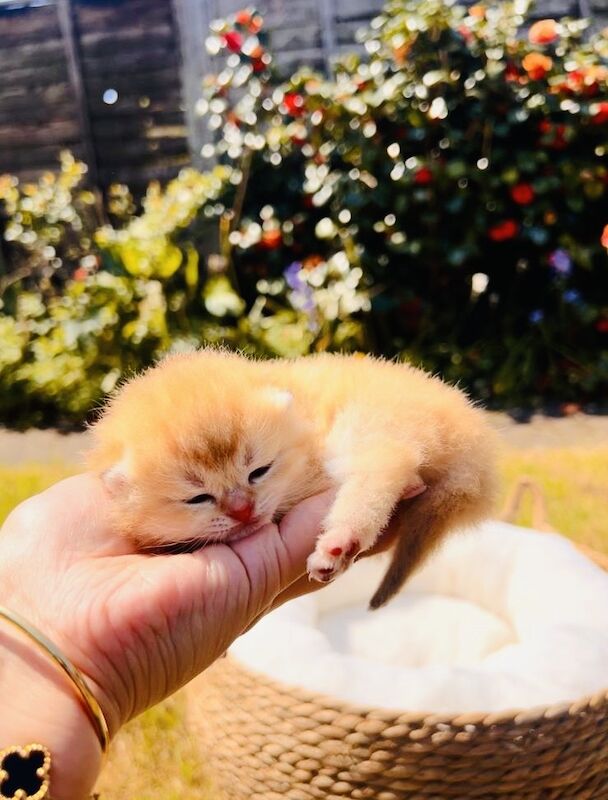 British Shorthair Kittens For Sale