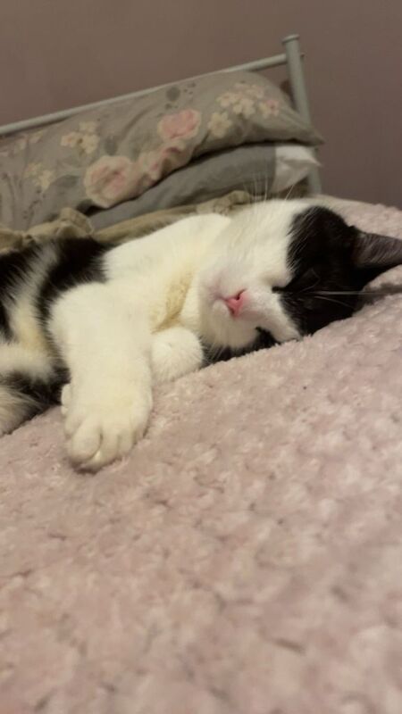 British Shorthair kittens for sale in Plymouth, Devon – 8 months old