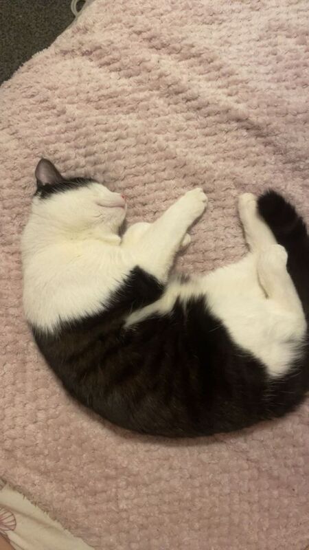 British Shorthair kittens for sale in Plymouth, Devon – 8 months old - Image 2 of 3