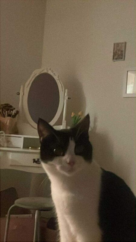 British Shorthair kittens for sale in Plymouth, Devon – 8 months old - Image 3 of 3