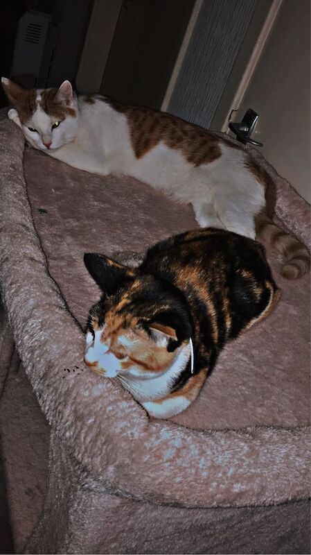 British Shorthair kittens for sale in Greenock, Renfrewshire – 6 months old - Image 2 of 3