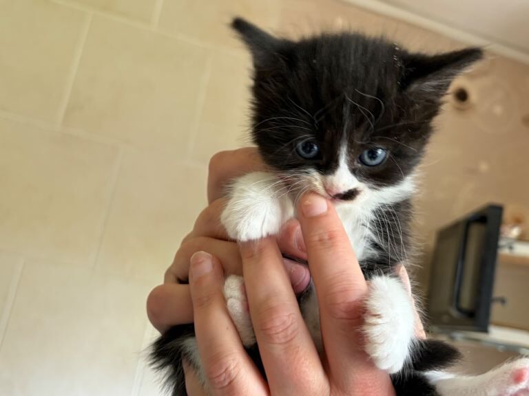 Sweet Kittens Seeking Loving New Homes - Ready Soon!