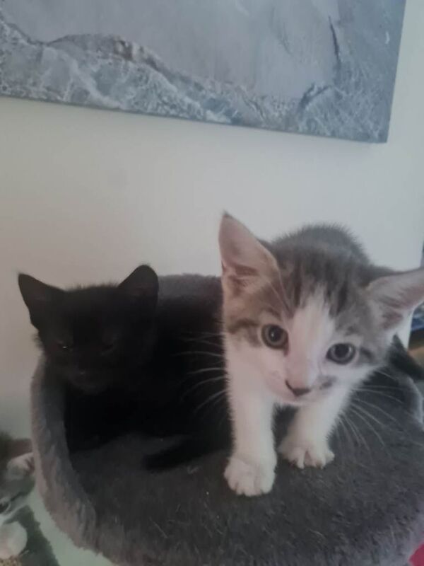 Sweet little kittens ready for new homes