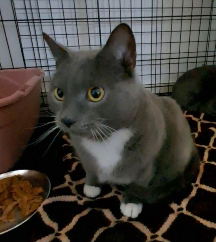 British Shorthair kittens for sale in Great Barr, West Midlands – 2 years old - Image 2 of 5